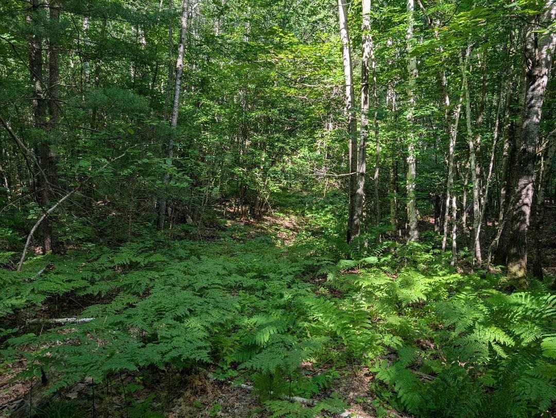 0 Randysek Road Cable, WI 54821 - Photo 10 of 26 View of wooded area