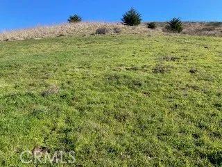 a view of a big yard with plants and a mountain view