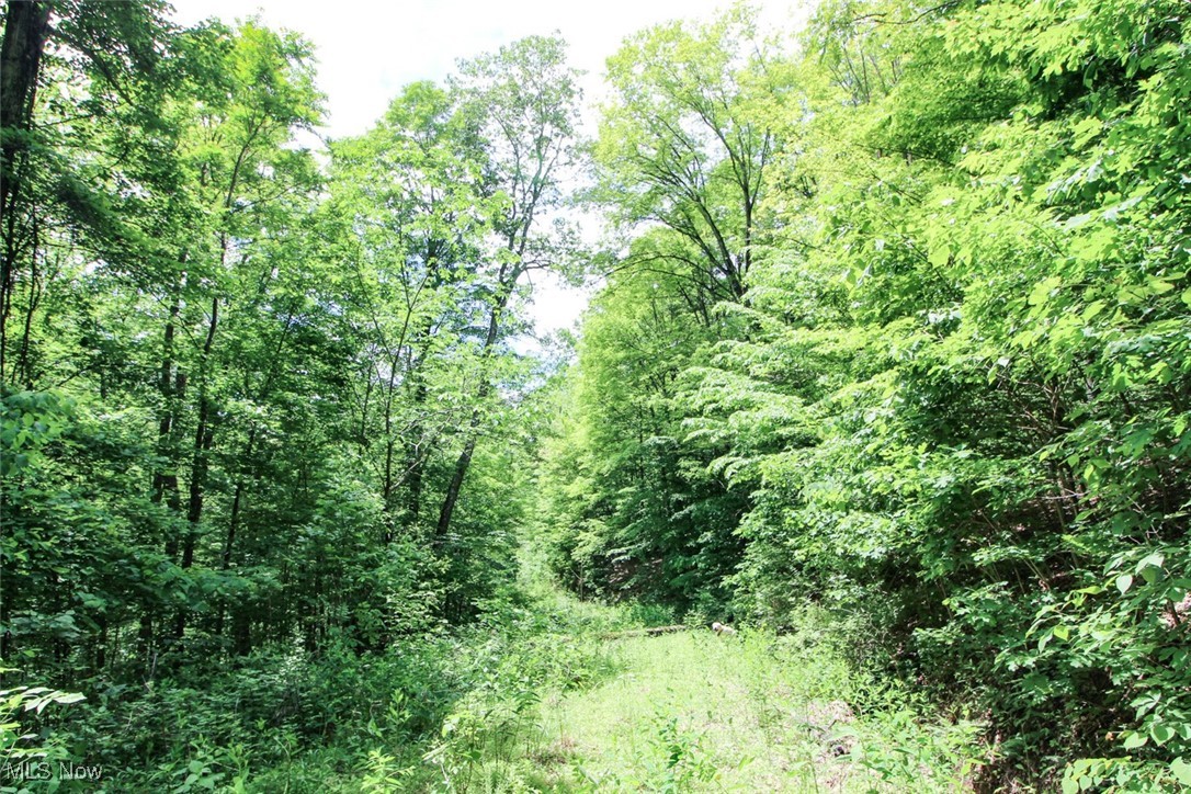 19 Zion Ridge Road Marietta, OH 45750 - Photo 6 of 19 View of woods
