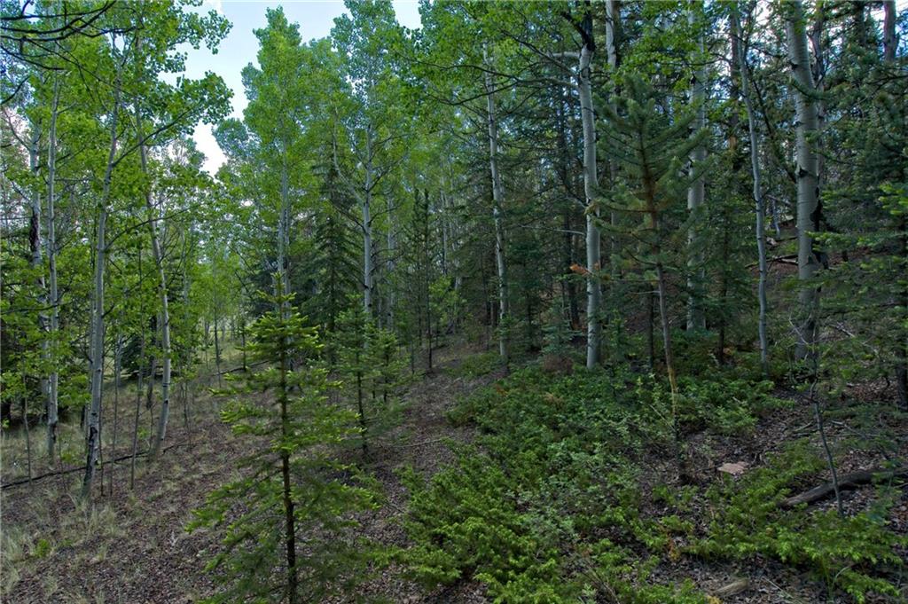 771 Arland Road Como, CO 80432 - Photo 5 of 14 a view of a forest with trees in the background