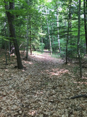 0 South Cemetery Road Ashfield, MA 01330 - Photo 8 of 8 a view of a forest with trees