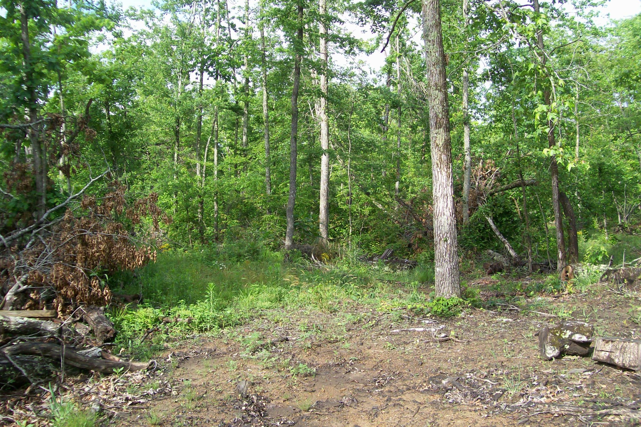 600 West Ravenscroft Road Sparta, TN 38583 - Photo 2 of 4 a view of a forest with trees