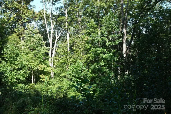 a view of a lush green forest with lots of trees