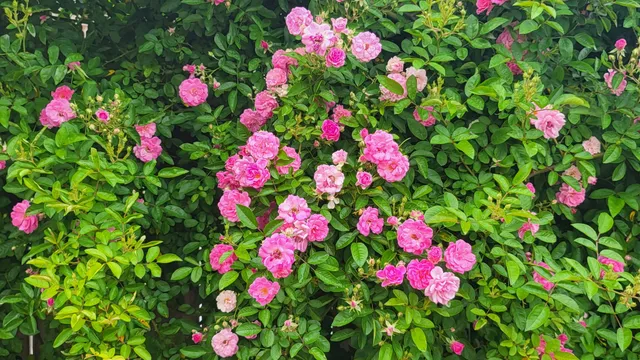 $239,999 | 18406 Hilltop Climb Drive, Hockley, TX 77447