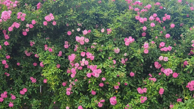 $239,999 | 18406 Hilltop Climb Drive, Hockley, TX 77447