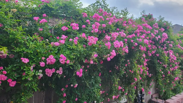 $239,999 | 18406 Hilltop Climb Drive, Hockley, TX 77447