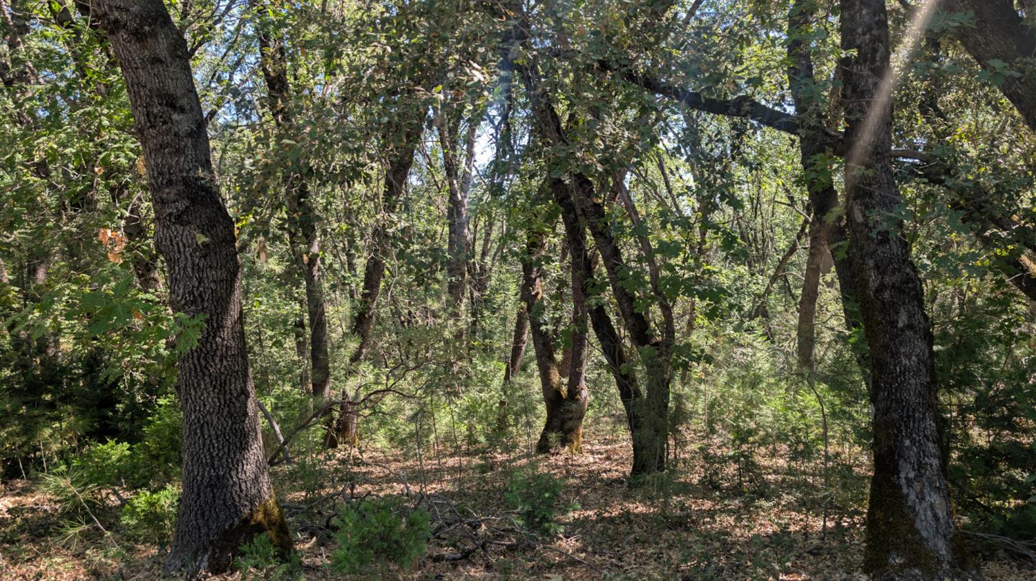 0 South Manzanita Hills Road Colfax, CA 95713 - Photo 12 of 15