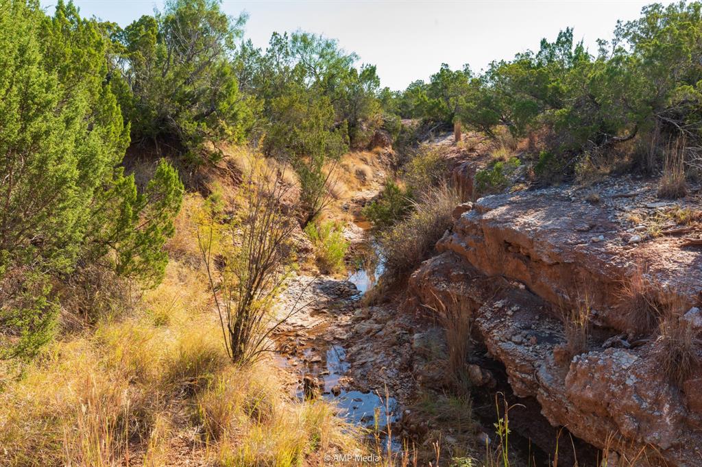 107 C R 107 Aspermont, TX 79502 - Photo 23 of 40 a view of a forest with trees