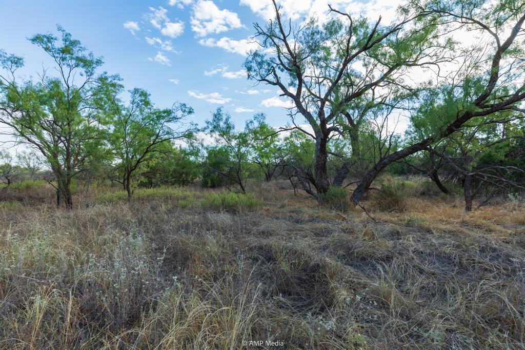 107 C R 107 Aspermont, TX 79502 - Photo 28 of 40 a view of a forest with trees in the background