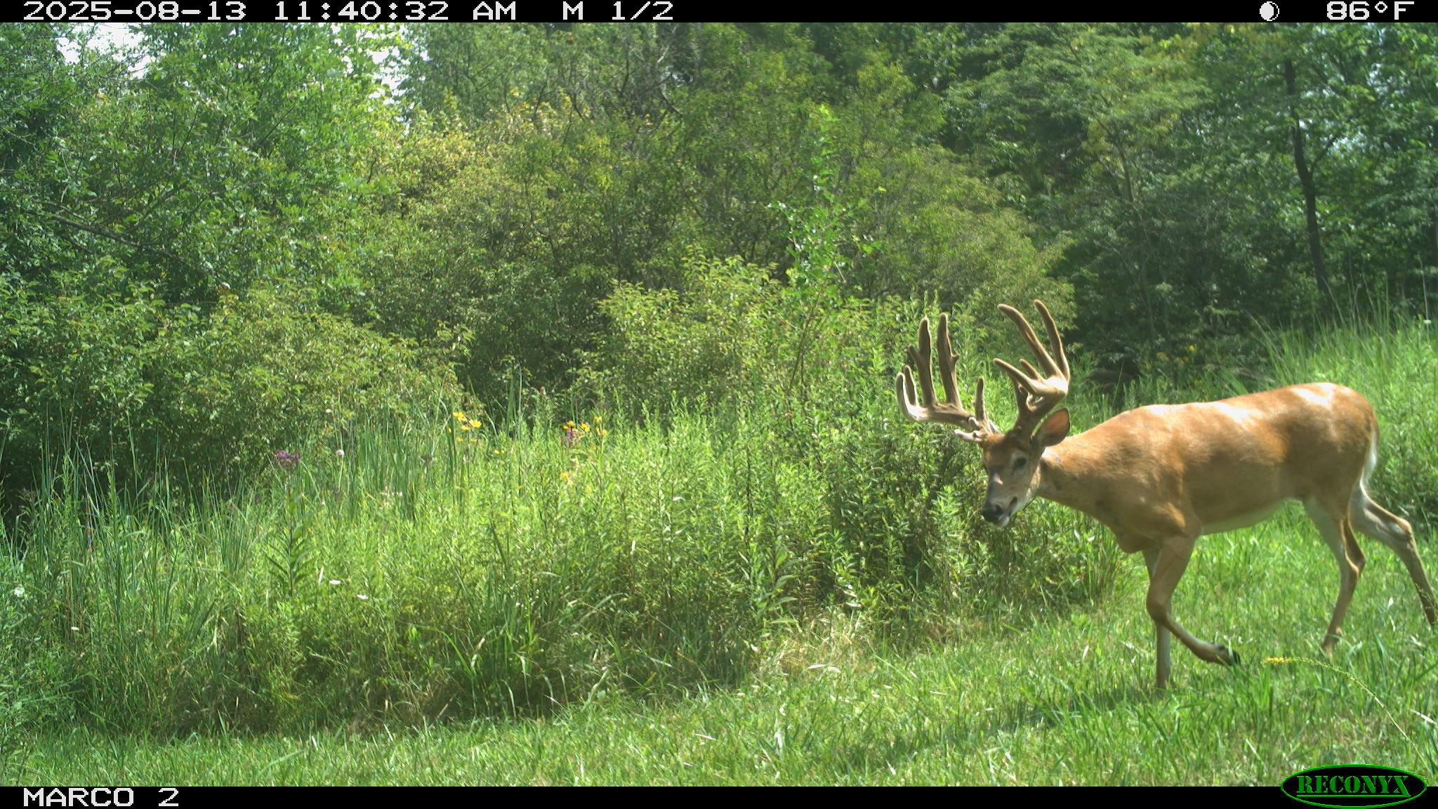1855 Spring Valley Road London, OH 43140 - Photo 50 of 54 The stream on the property attracts abundant wildlife.