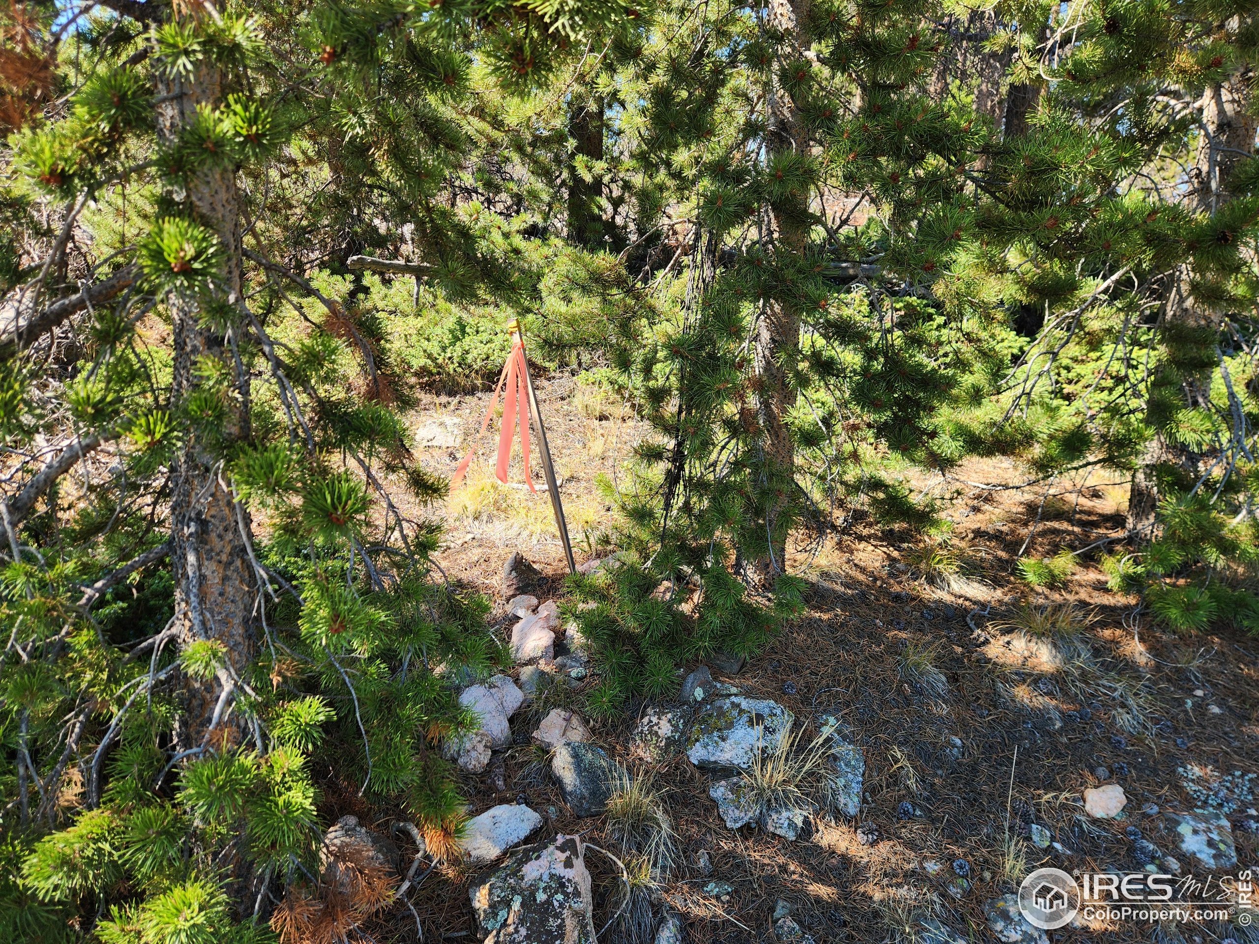 13729 Pingree Park Road Bellvue, CO 80512 - Photo 11 of 29