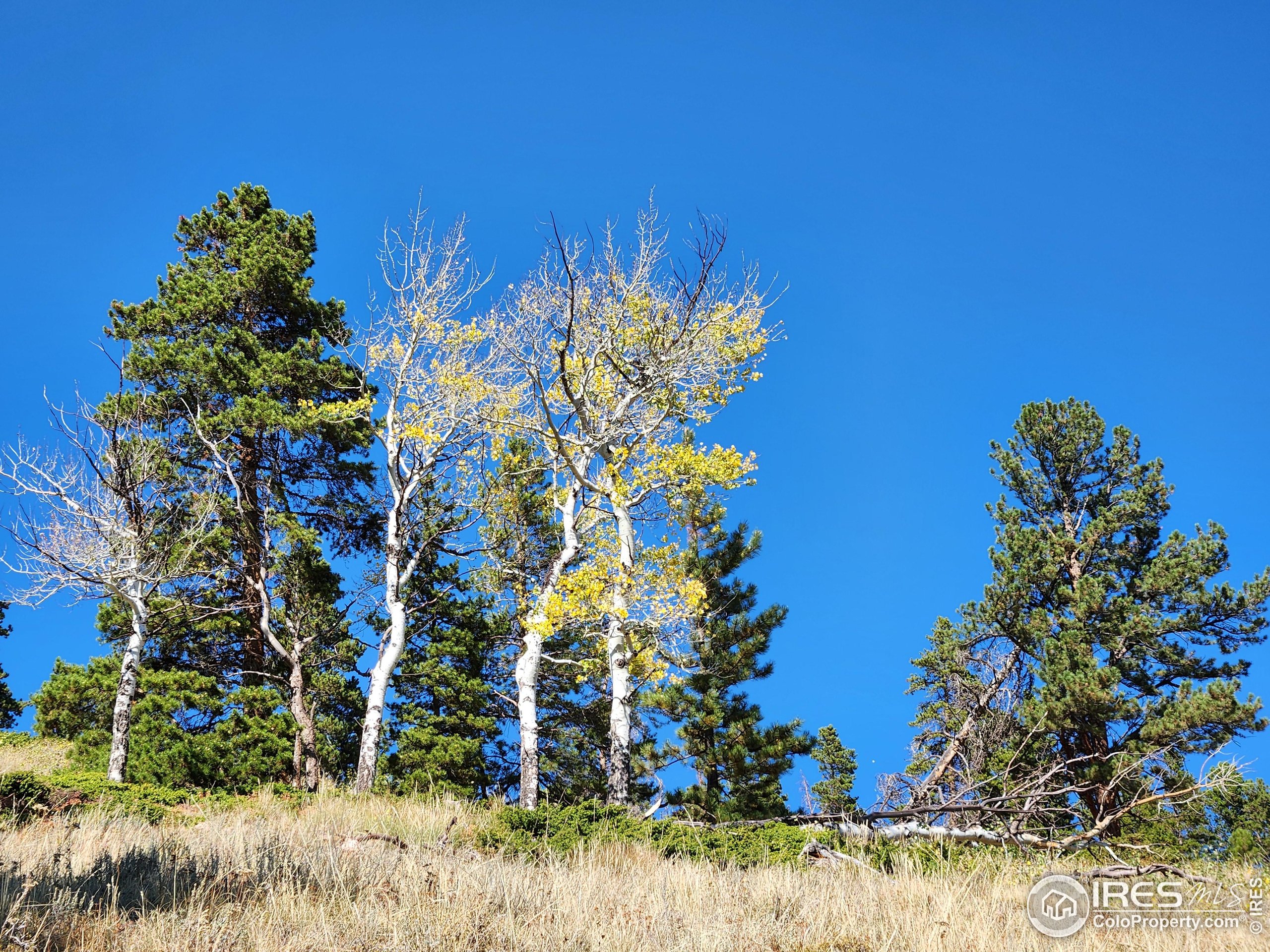 13729 Pingree Park Road Bellvue, CO 80512 - Photo 3 of 29
