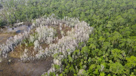 a view of a forest with a tree