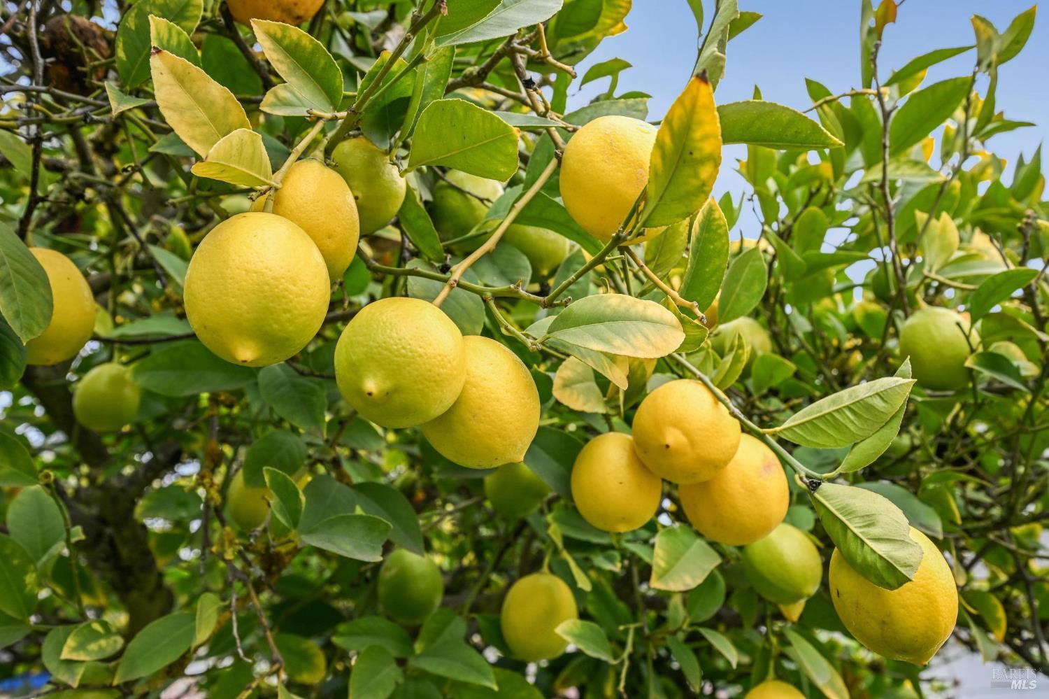 1127 Cleveland Avenue Santa Rosa, CA 95401 - Photo 24 of 35