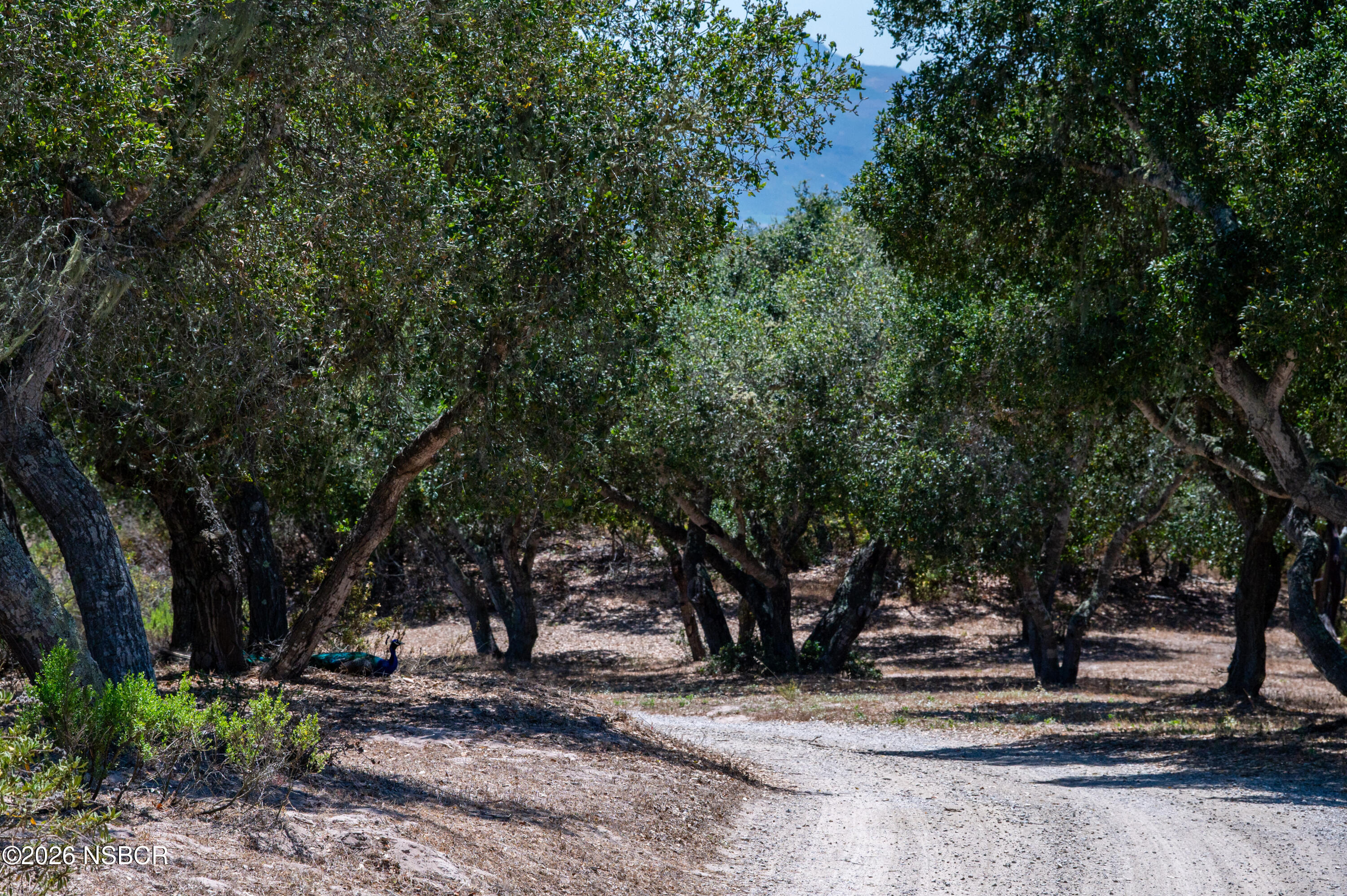 3255 Wild Oak Lompoc, CA 93436 - Photo 67 of 67 3255-wild-oak-road-lompoc-ca-8