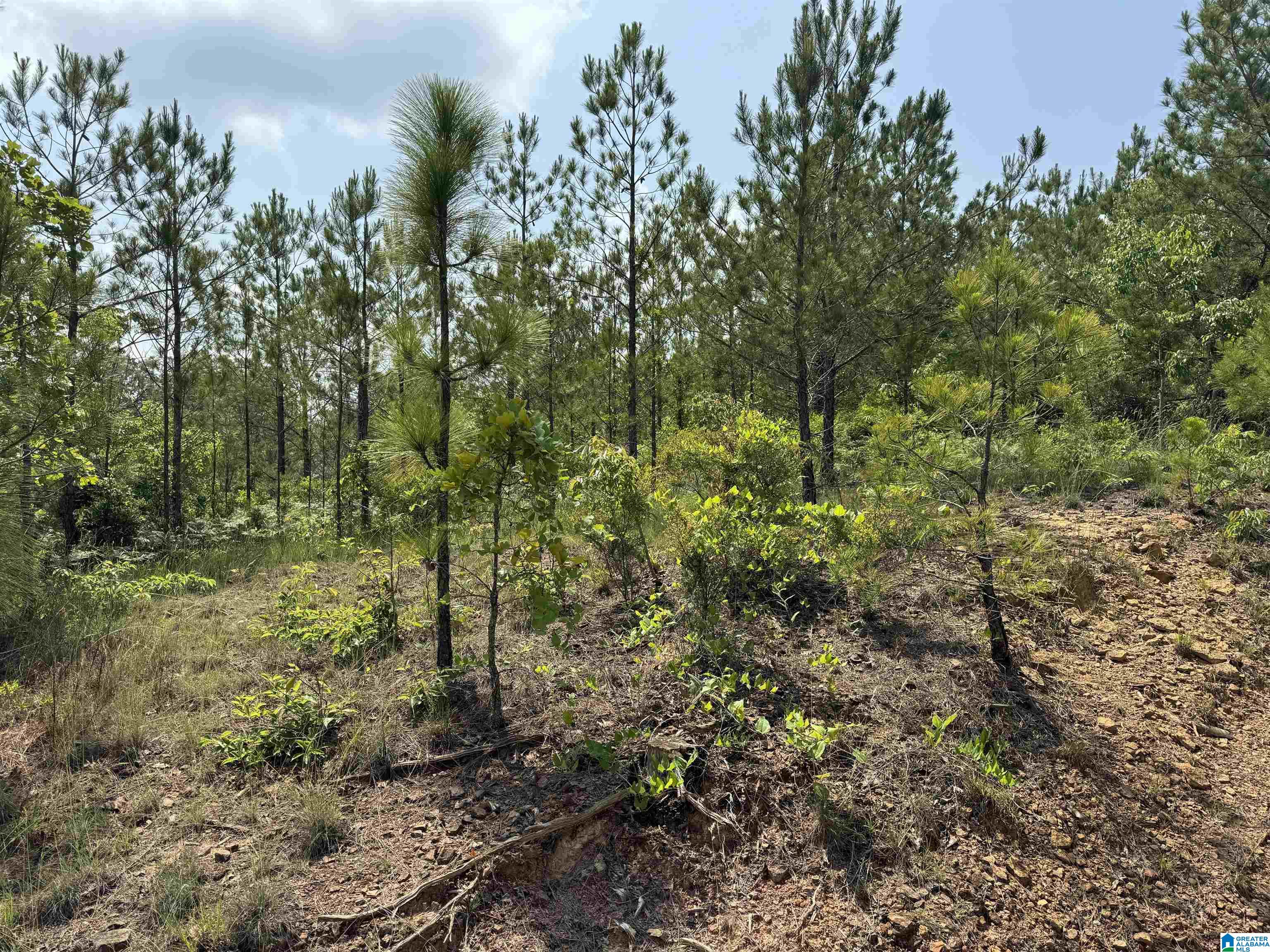 0 County Road 307, Unit 1 Stanton, AL 36790 - Photo 3 of 4