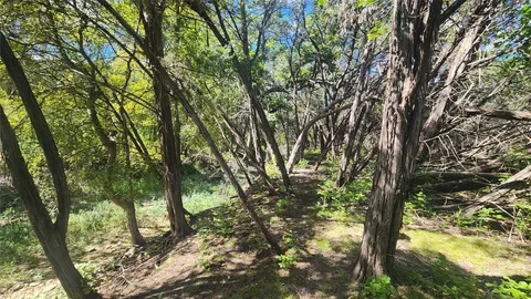 a view of forest