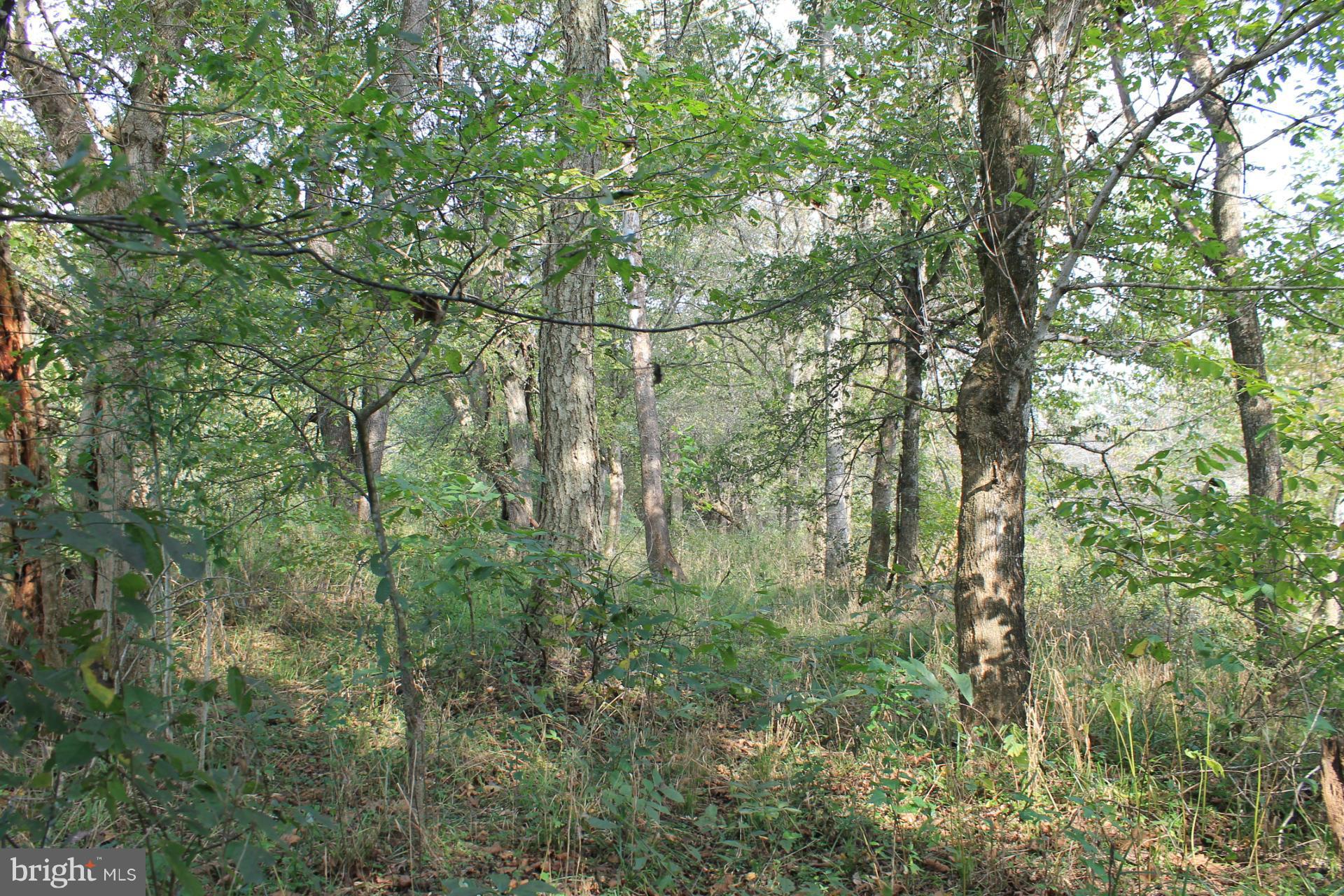 Twin Mountain Road Mitchells, VA 22729 - Photo 8 of 13 Great balance of forest & pasture