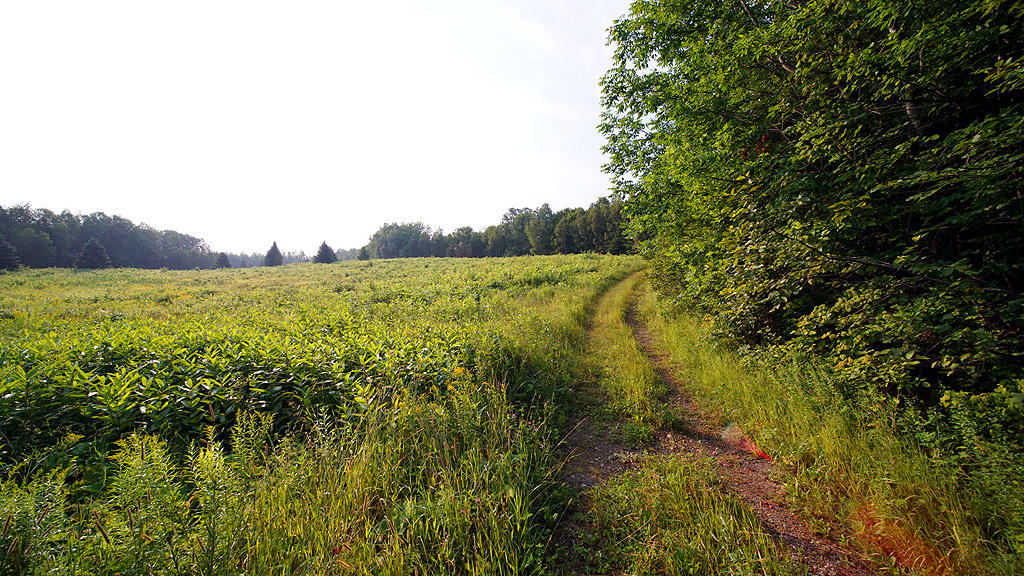 Lot 9-1 New Limerick Road Houlton, ME 04730 - Photo 26 of 40 leisner-maine-land-15