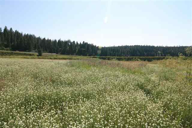 0 South Hangman Valley Road Spokane, WA 99224 - Photo 17 of 19 Gallery Image 17