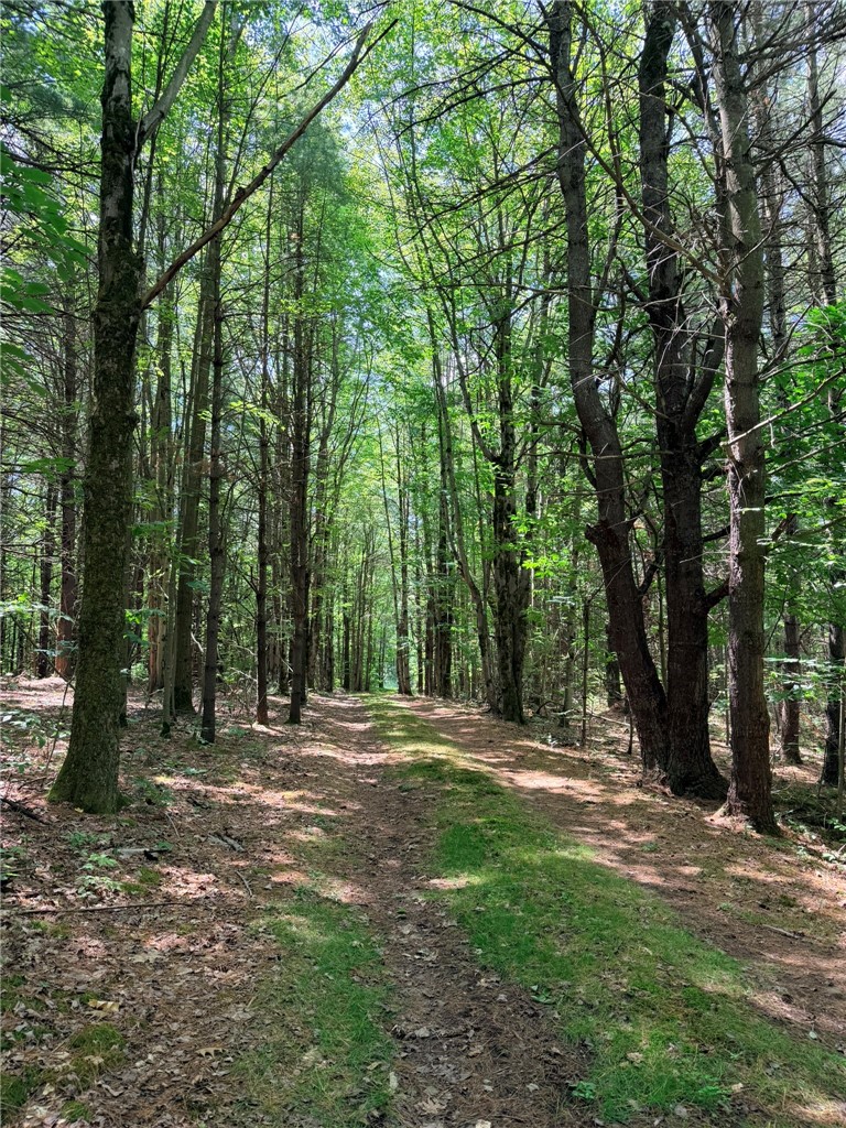 1667 Coon Hollow Road Orange, NY 14812 - Photo 24 of 41 Driveway (about 1/8 mile long)