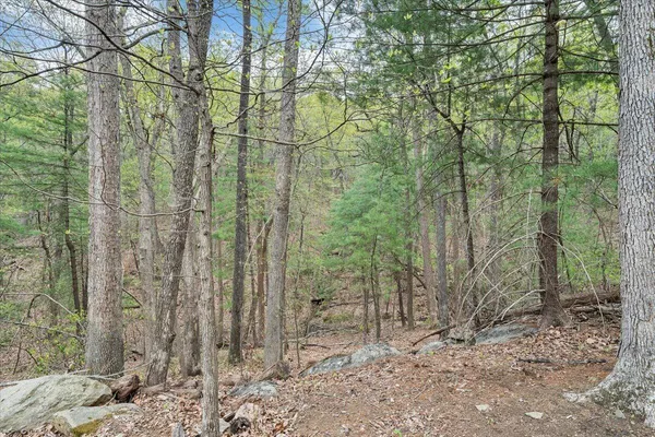 a view of a forest filled with trees