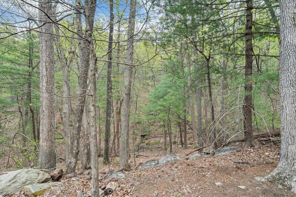 245 Timber Trail Lane Hardy, VA 24101 - Photo 34 of 38 a view of a forest filled with trees