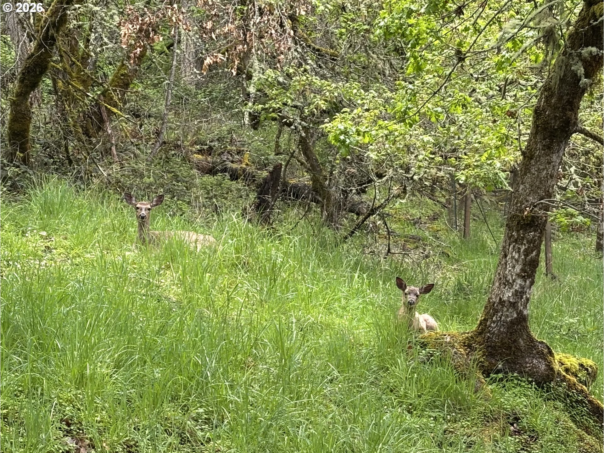 213 Trailside Loop Eugene, OR 97405 - Photo 28 of 28 a view of a lush green space