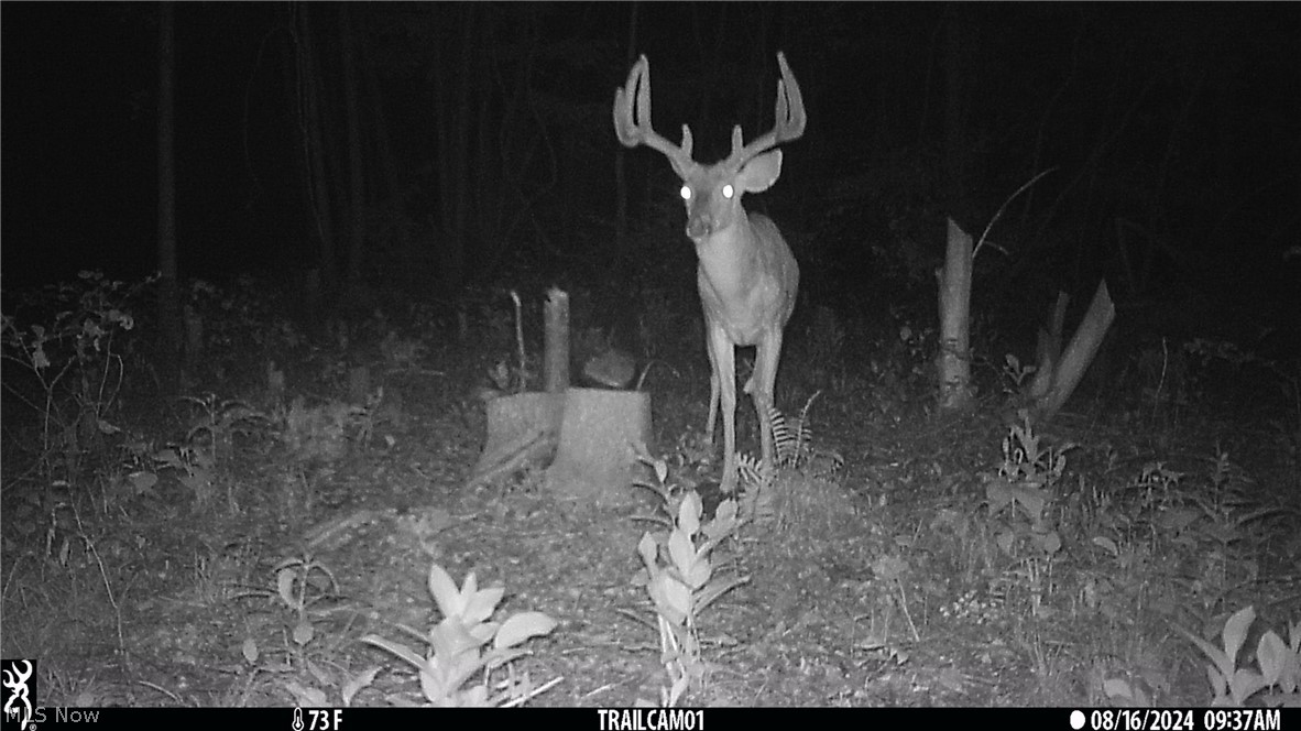 Marlott Run Road Kimbolton, OH 43749 - Photo 41 of 49