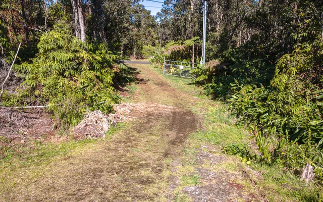 a view of a yard with plants and large trees