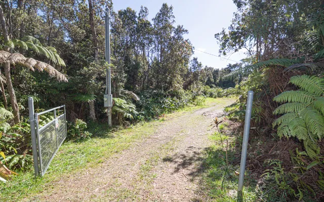 a view of a yard with large trees
