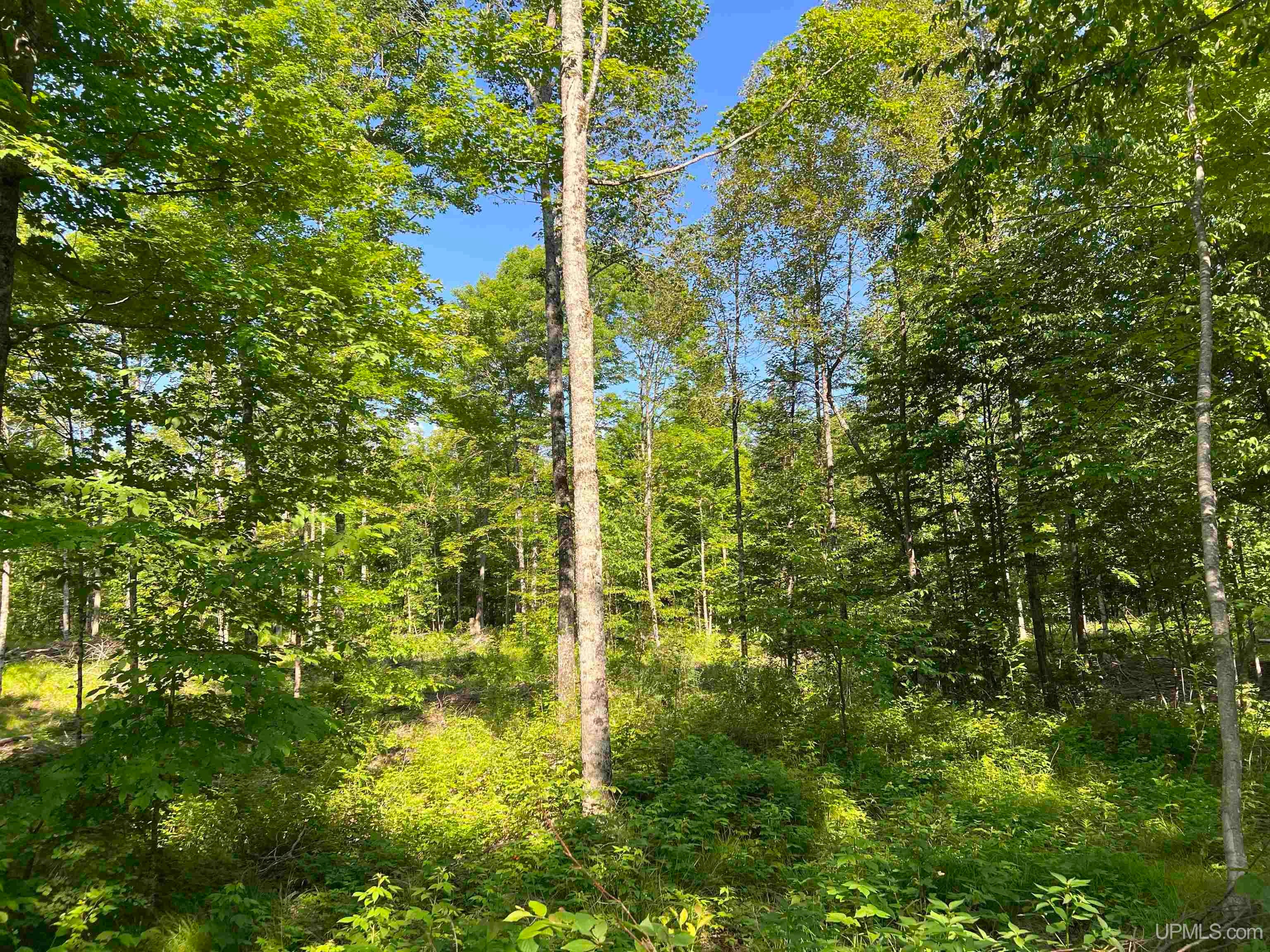 Tbd North County Line Road Sagola, MI 49920 - Photo 10 of 46 Gallery Image 10