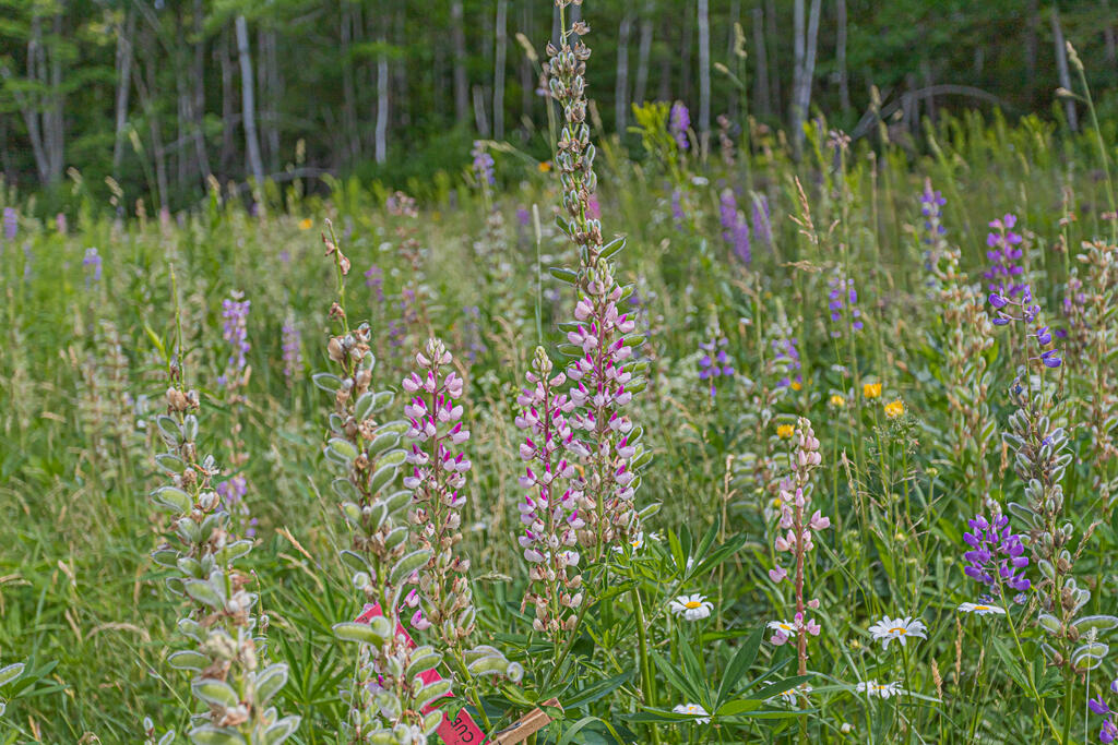 80 Beedy Road Jay, ME 04239 - Photo 41 of 43 photo (42 of 45)