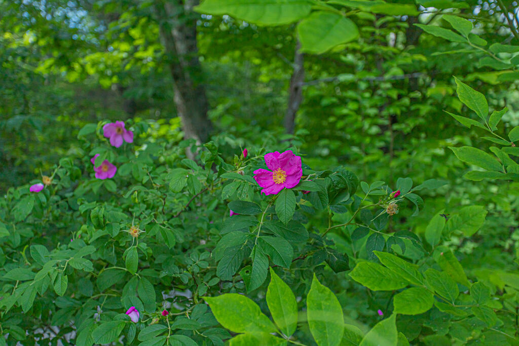 80 Beedy Road Jay, ME 04239 - Photo 42 of 43 photo (43 of 45)