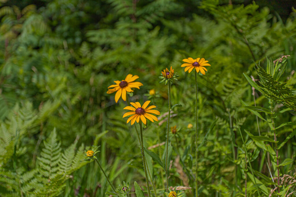 80 Beedy Road Jay, ME 04239 - Photo 43 of 43 photo (44 of 45)