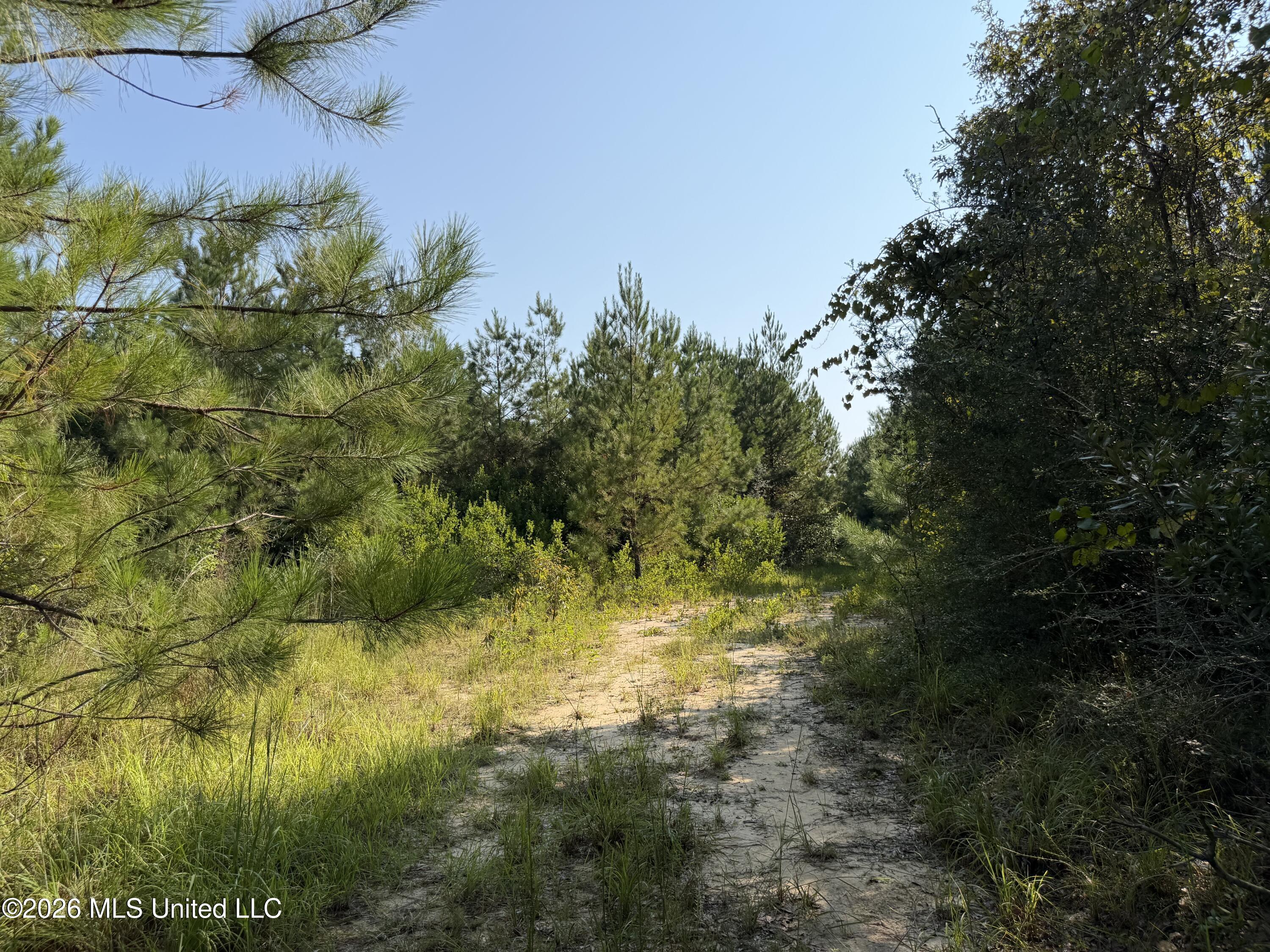 156.3 Acres Beesley Road Lucedale, MS 39452 - Photo 6 of 30 IMG_6052