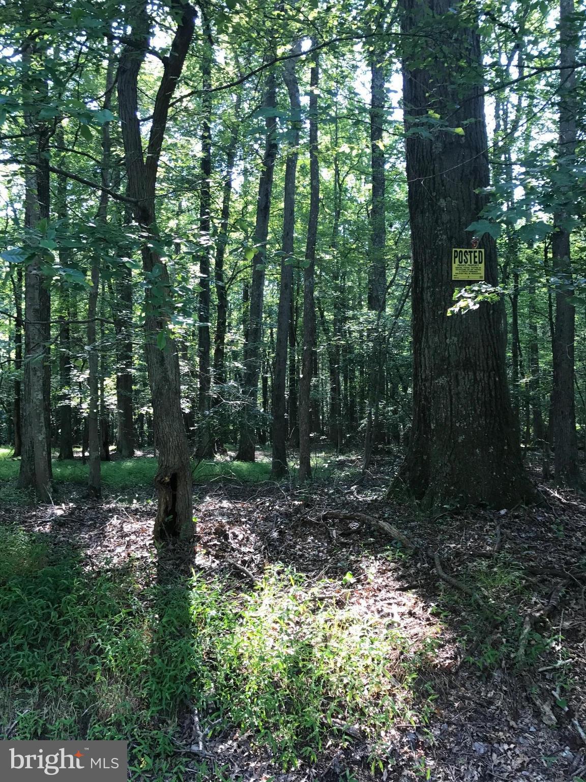 148 Hance Point Road North East, MD 21901 - Photo 13 of 20 Hunting path!