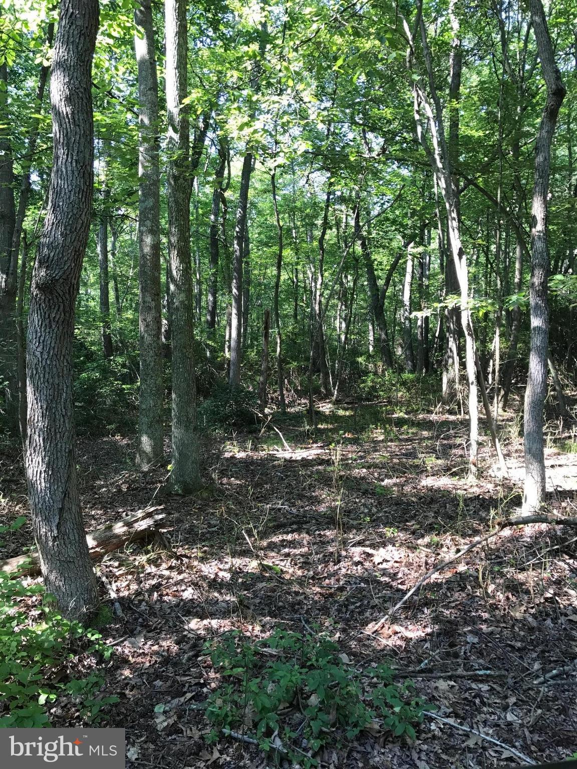 148 Hance Point Road North East, MD 21901 - Photo 14 of 20 Maybe mill your own trees!