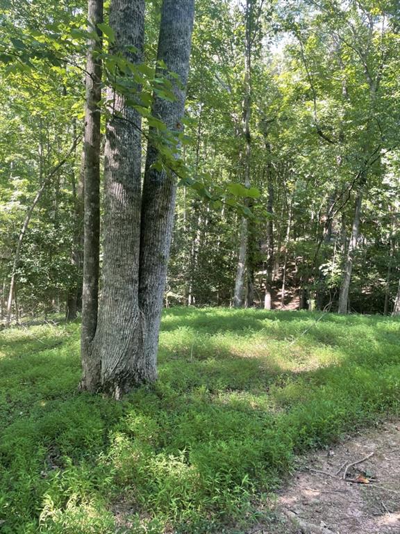 988 Rocktree Road Dahlonega, GA 30533 - Photo 48 of 53