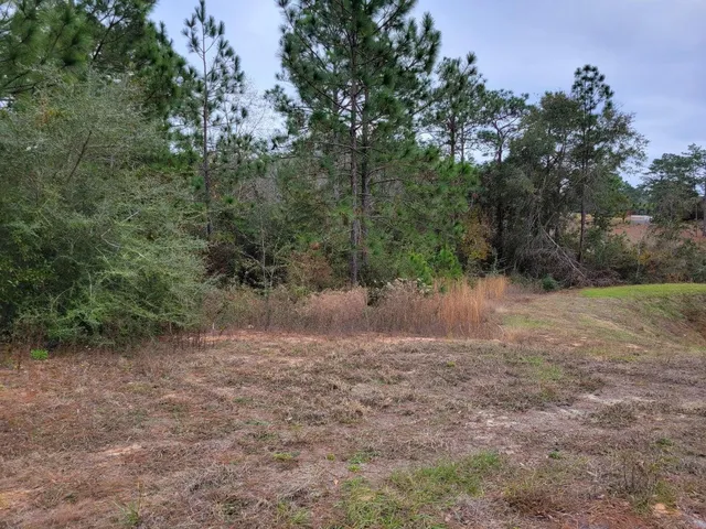 a view of a dirt road with large trees