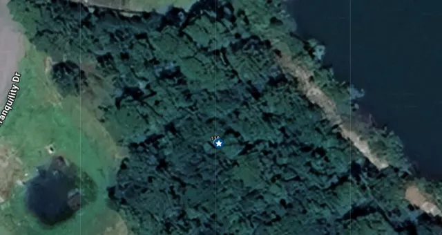 a view of a plant in a garden