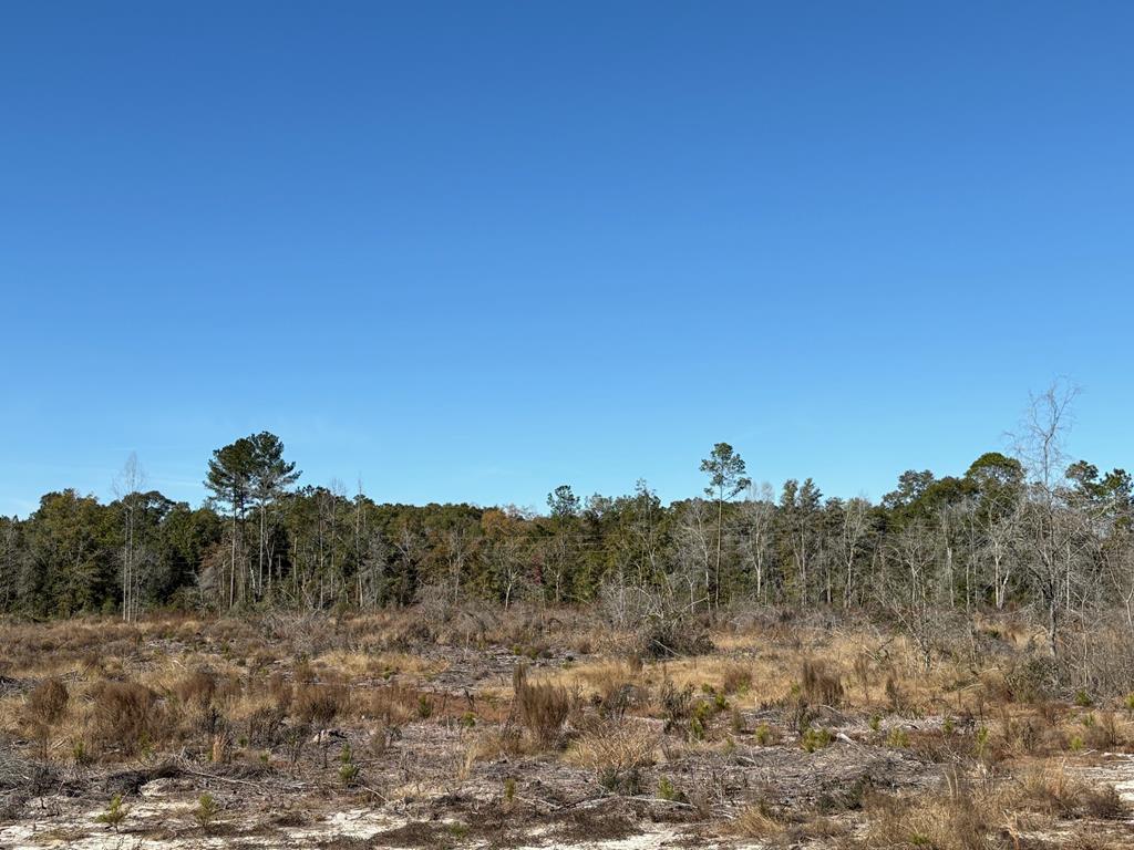 13-acres Goat Hill Road Samson, AL 36477 - Photo 6 of 19
