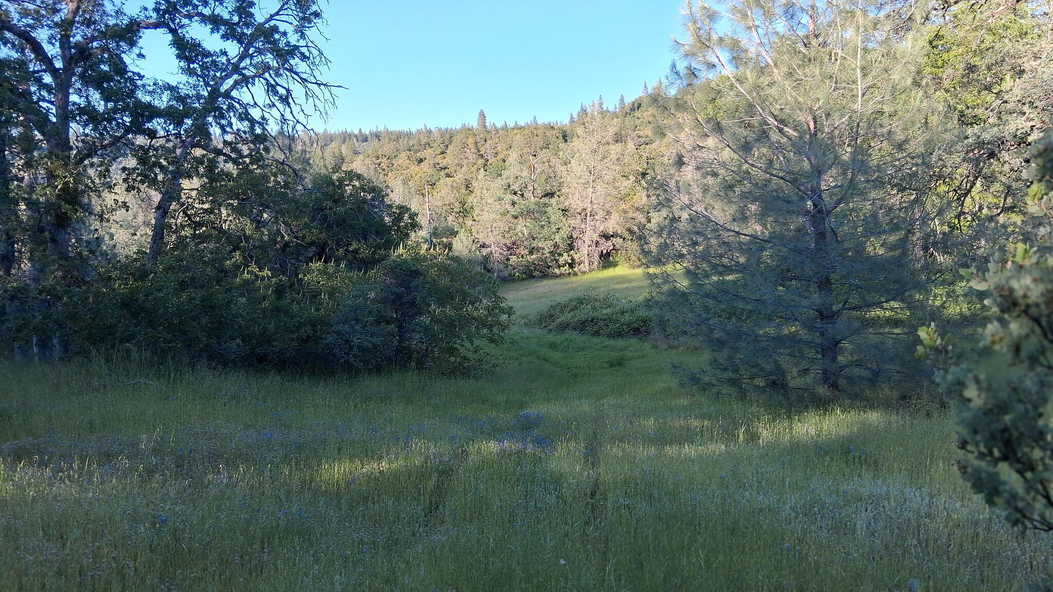 189-acres Shingletown Ridge Road Shingletown, CA 96088 - Photo 9 of 13 3597