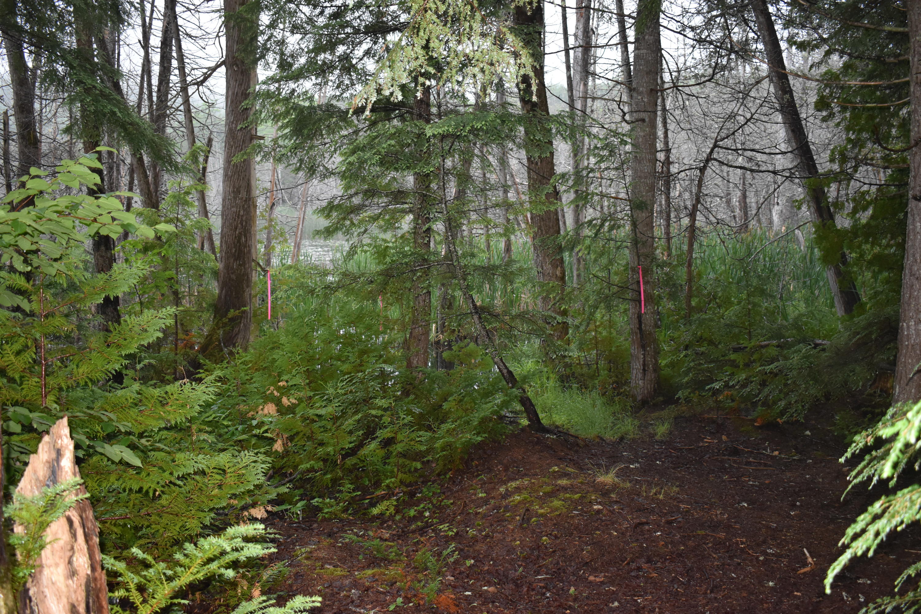 Tbd Tbd Old South Road Lee, ME 04455 - Photo 5 of 12 DSC_0492