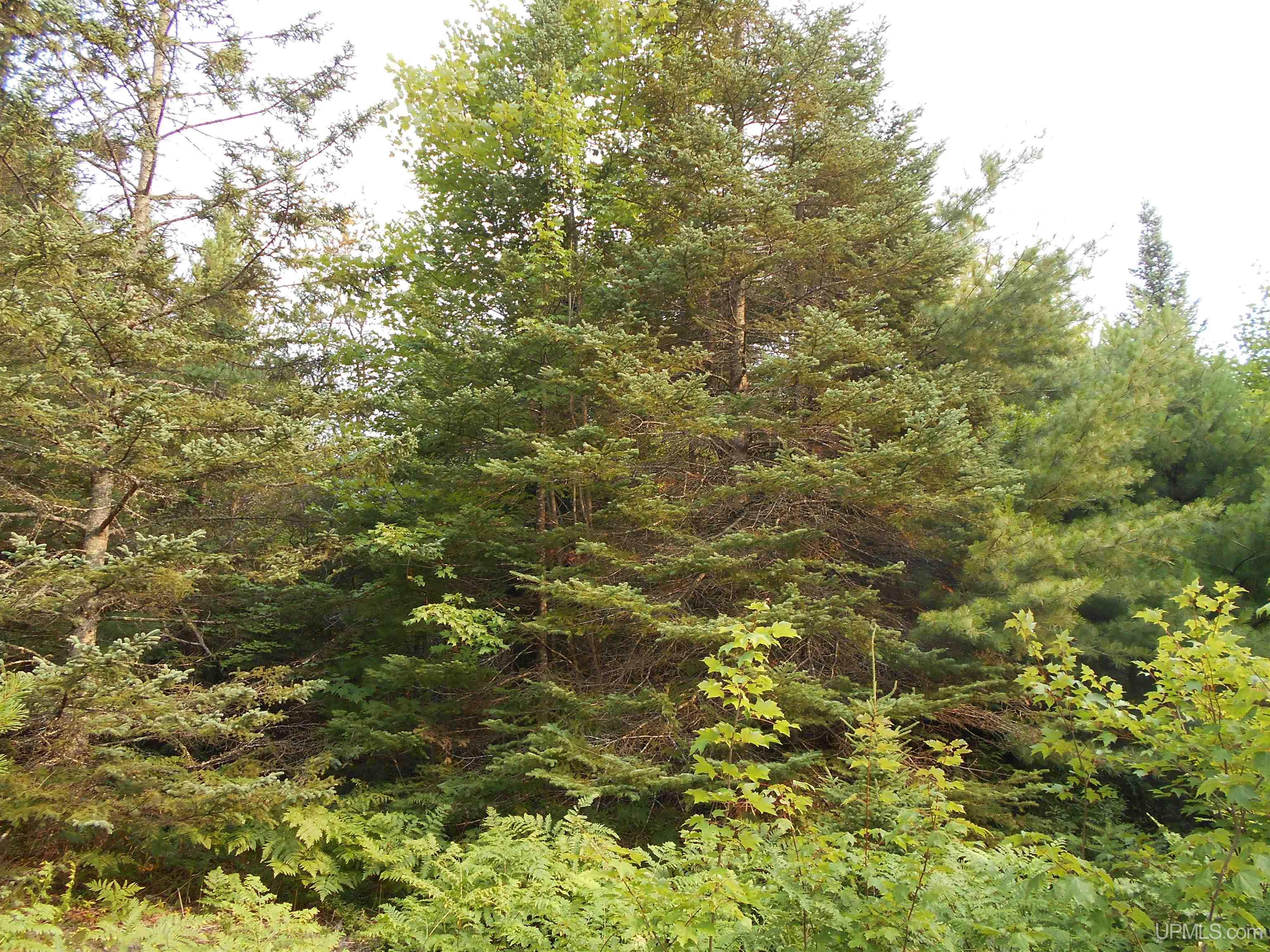 40-acres Garden Grade Road Garden, MI 49817 - Photo 15 of 51