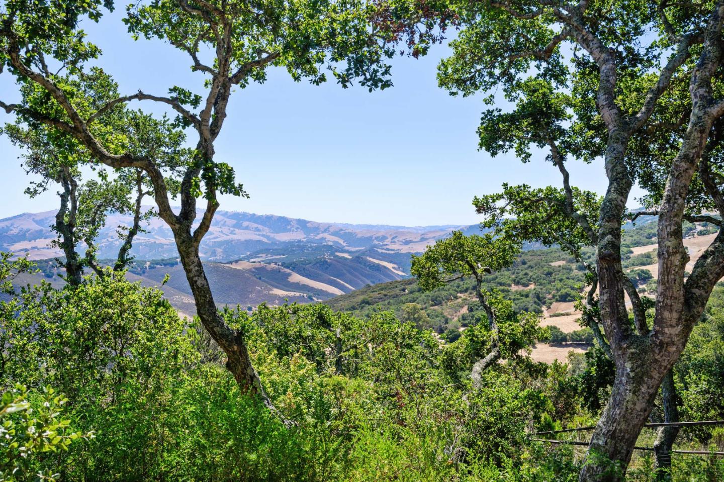 960 Laureles Grade Carmel Valley, CA 93924 - Photo 14 of 76 a view of a tree in a garden