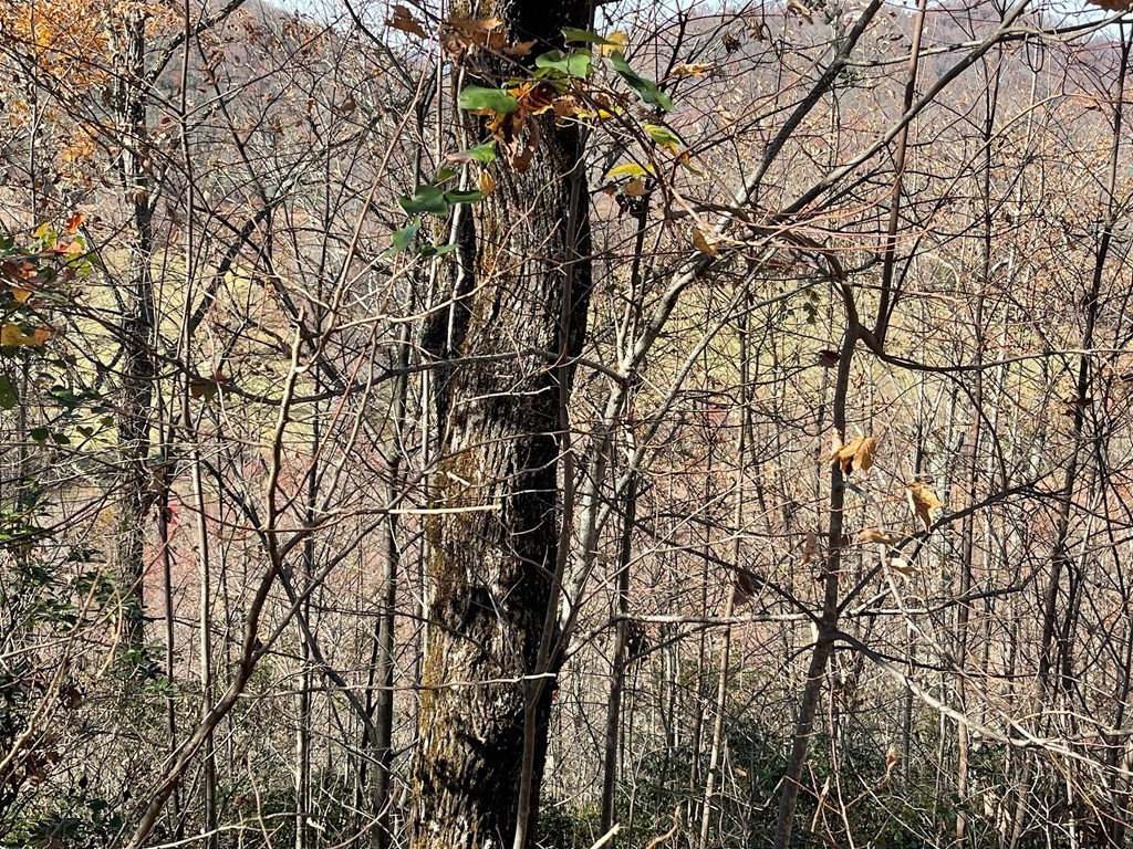 Lot 31 Ash Branch Road Hayesville, NC 28904 - Photo 3 of 4