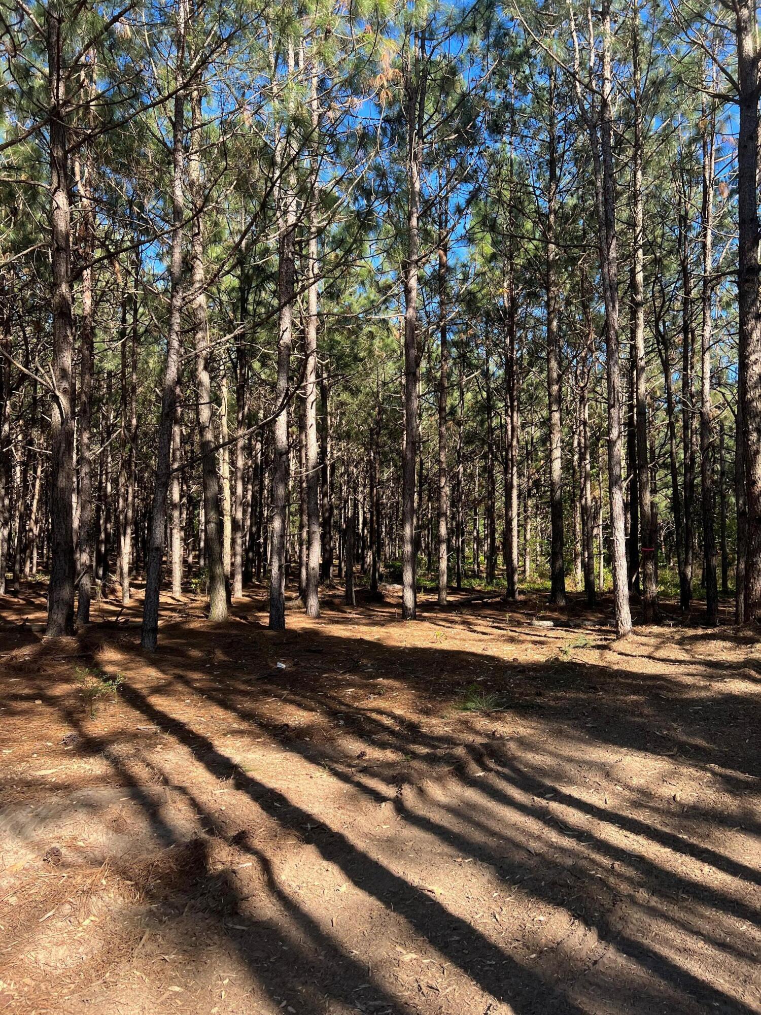 0 Wagener Road, Unit 7 Wagener, SC 29164 - Photo 2 of 9