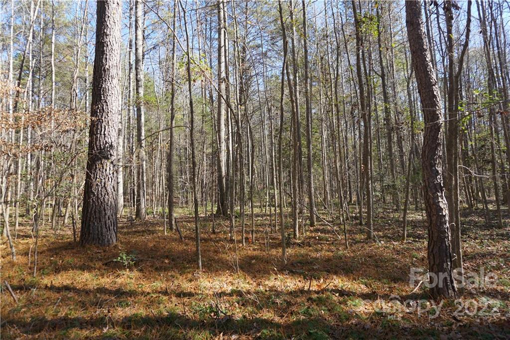 10.64-ac Burree Road, Unit 6 Clover, SC 29710 - Photo 16 of 19 a view of a backyard with trees