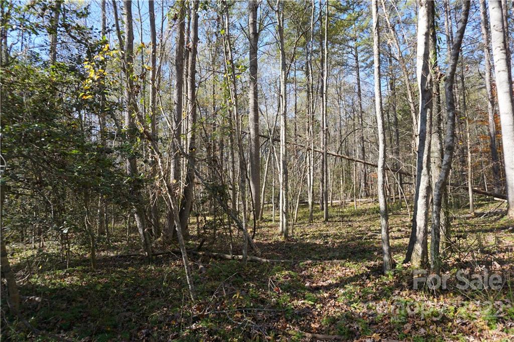 10.64-ac Burree Road, Unit 6 Clover, SC 29710 - Photo 17 of 19 a view of forest